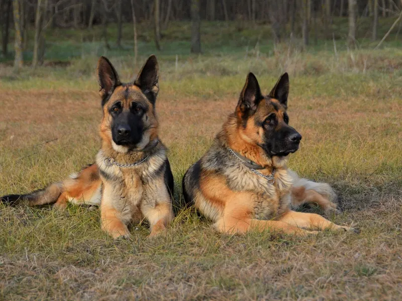 DDR German Shepherd