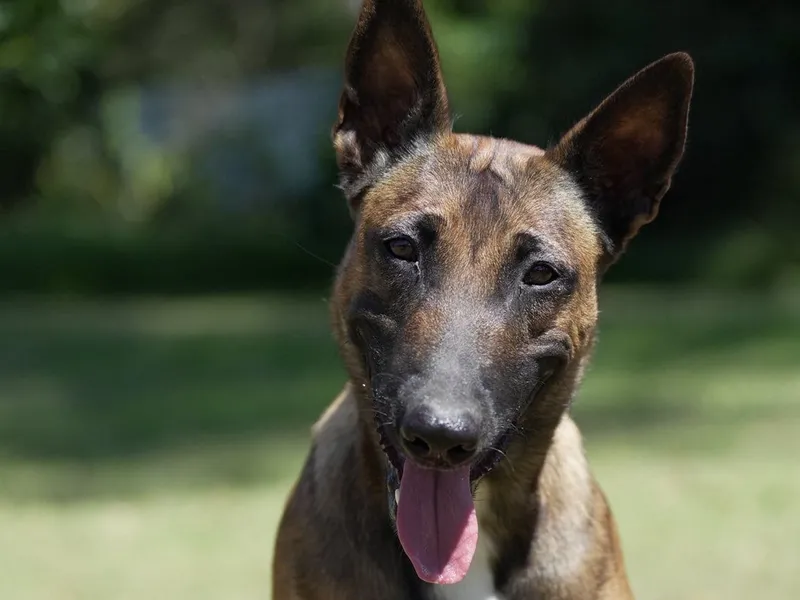 Belgian Malinois